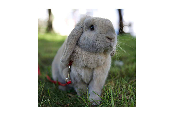 🌿Kaniner og seler🐇