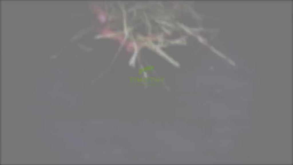 Bunny Nature hø video